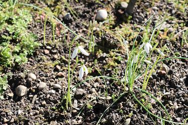 Kraljičini zvončki