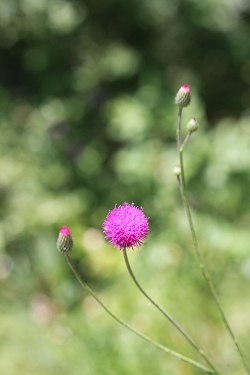 Cirsium pannonicum - panonski osat