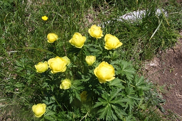 Trollius europaeus – navadna pogačica