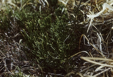 Diphasiastrum complanatum - sploščeni dvorednik