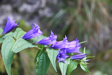 Gentiana asclepiadea - svečnik