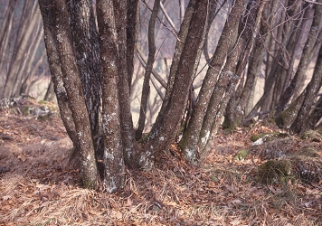 Ostrya carpinifolia - črni gaber