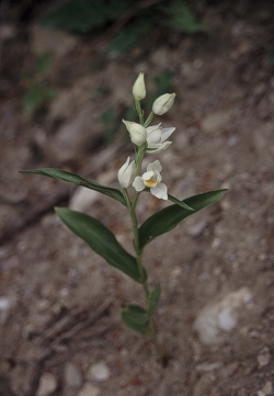 Cephalanthera damasonium - bleda naglavka