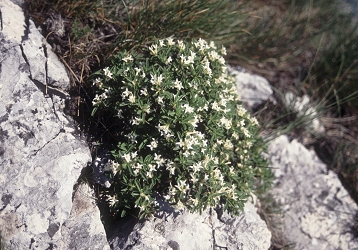 Daphne alpina - alpski volčin