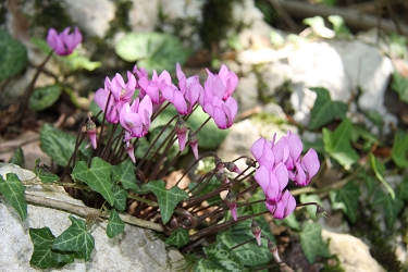 Cyclamen purpurascens - navadna ciklama