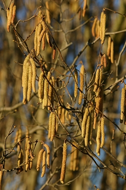 Corylus avellana - navadna leska