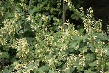 Salvia glutinosa - lepljiva kadulja