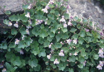 Cymbalaria muralis - zidni poponec