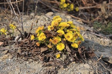 Tussilago farfara - navadni lapuh