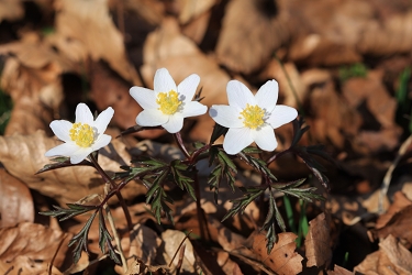 >Anemone nemorosa - podlesna  vetrnica