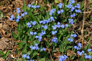 Omphalodes verna - spomladanska  torilnica