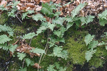 Polypodium vulgare - navadna sladka koreninica
