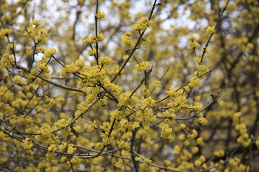 Cornus mas - rumeni dren