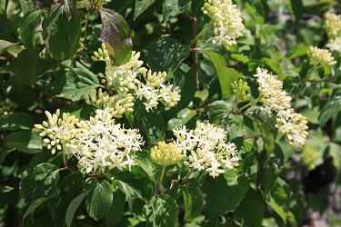 Cornus sanguinea - rdeči dren