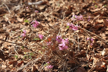 Daphne mezereum - navadni volčin