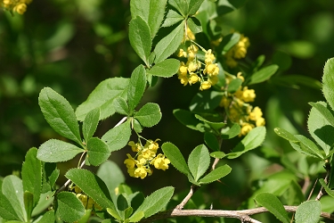 Berberis vulgaris - navadni češmin