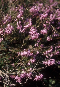 Erica carnea - spomladanska resa