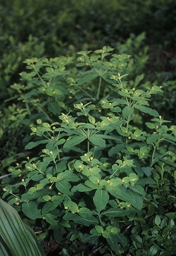 Euphorbia carniolica - kranjski  mleček