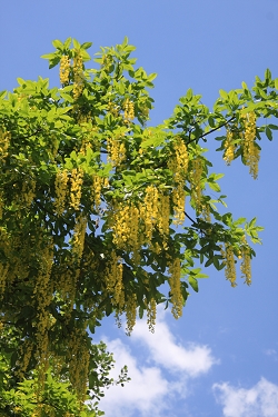 Laburnum alpinum - alpski negnoj