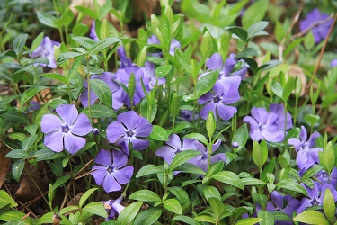 Vinca minor - navadni zimzelen