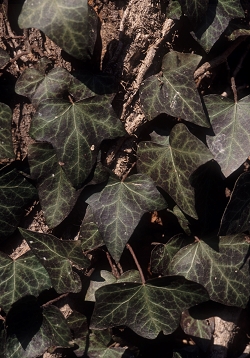 Hedera helix - navadni bršljan