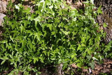 Hedera helix - navadni bršljan