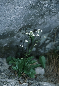 Valeriana saxatilis - skalna  špajka
