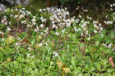 Saxifraga cuneifolia - klinolistni kamnokreč