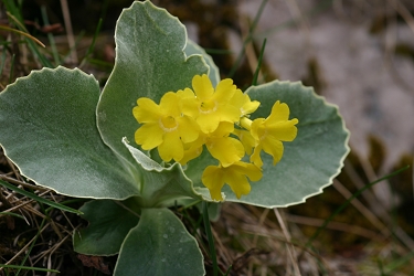 Primula auricula - avrikelj