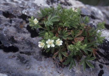 Potentilla caulescens - predalpski petoprstnik