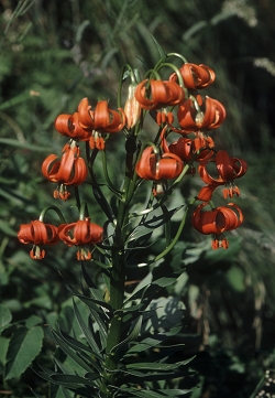 Lilium carniolicum - kranjska lilija