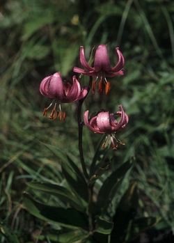 Lilium martagon - zlati  klobuk