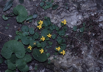 Viola biflora - dvocvetna vijolica