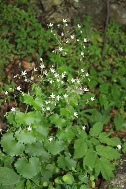 Saxifraga rotundifolia - okroglolistni kamnokreč