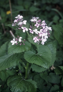 Lunaria rediviva - trpežna srebrenka