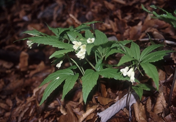 Cardamine enneaphyllos -  deveterolistna konopnica