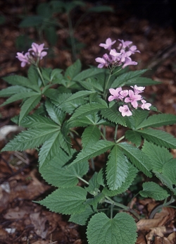 Cardamine pentaphyllos - peterolistna konopnica