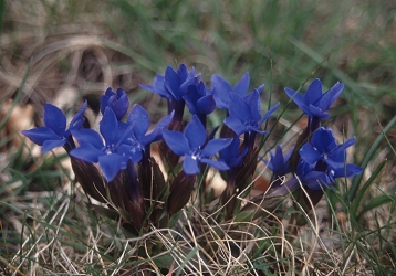 Gentiana verna - spomladanski svišč