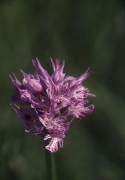 Orchis tridentata - trizoba kukavica