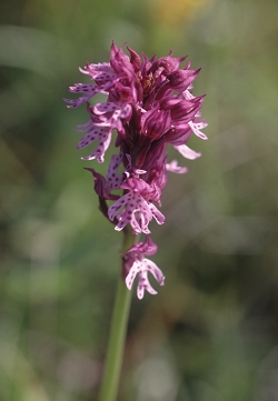 <em>Orchis tridentata x Orchis ustulata</em>