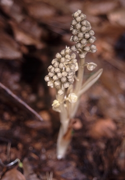 Neottia nidus-avis - rjava gnezdovnica