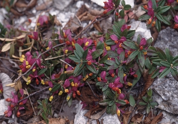 Polygala chamaebuxus - žanjevec