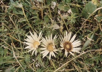 Carlina acaulis - bodeča neža