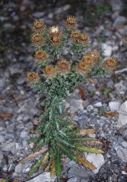 Carlina vulgaris - navadna kompava