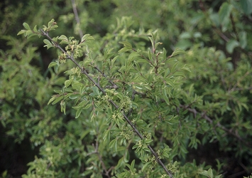 Rhamnus saxatilis - razkrečena kozja češnja