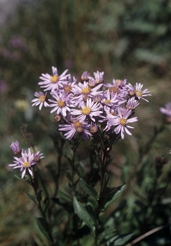 Aster amellus - gorska nebina