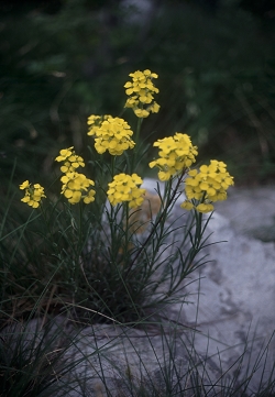 Erysimum sylvestre - gozdni šebenik