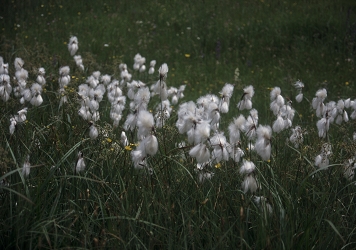 Eriophorum angustifolium - ozkolistni munec