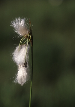 Eriophorum latifolium - širokolistni munec