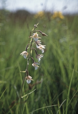 Epipactis palustris - navadna močvirnica